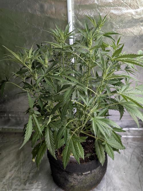 Frosted Guava Auto x3. Week 5 - 1