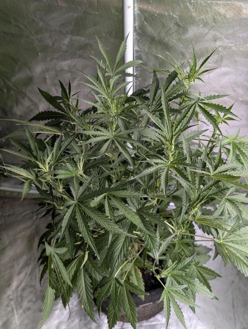 Frosted Guava Auto x3. Week 5 - 1