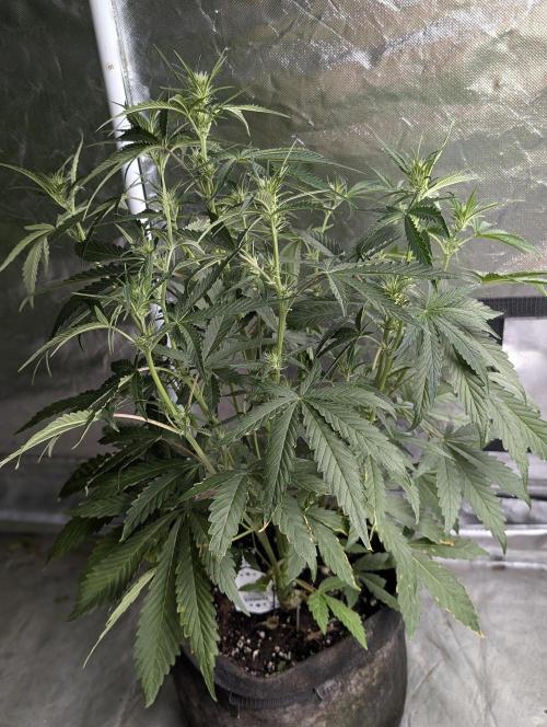 Frosted Guava Auto x3. Week 5 - 2