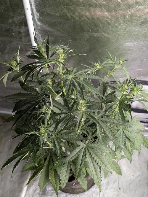 Frosted Guava Auto x3. Week 5 - 2