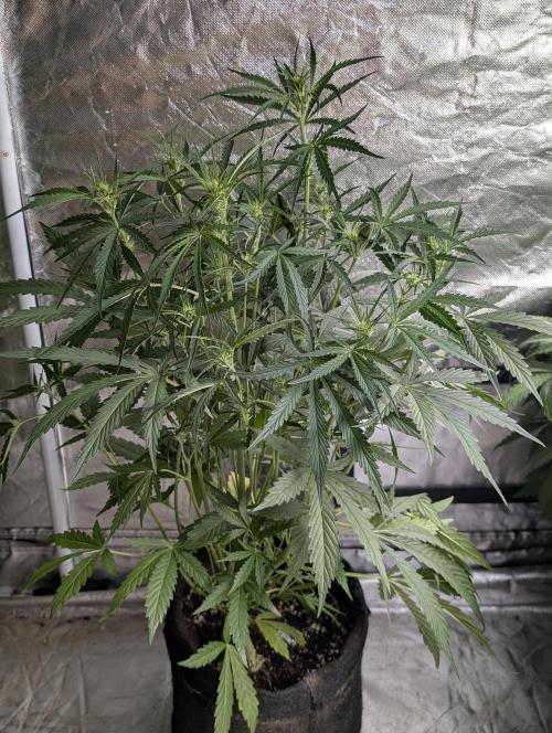 Frosted Guava Auto x3. Week 5 - 3