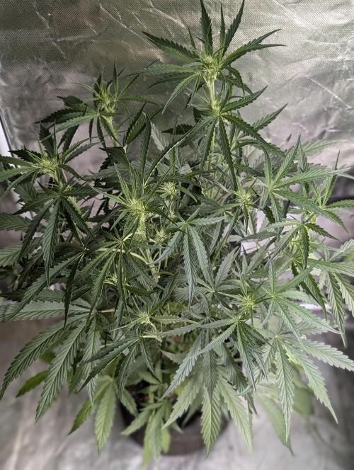 Frosted Guava Auto x3. Week 5 - 3