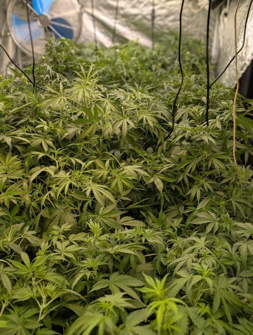 Frosted Guava Auto x3. Week 5