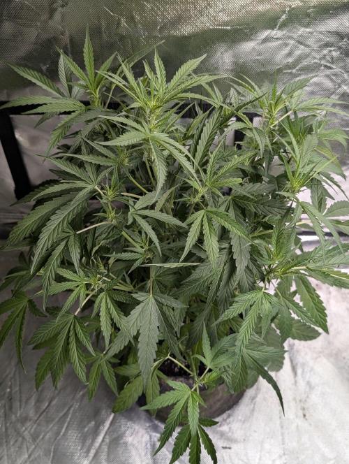 Frosted Guava Auto x3. Week 5 - 1