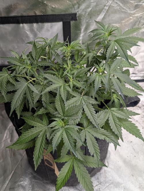 Frosted Guava Auto x3. Week 5 - 2