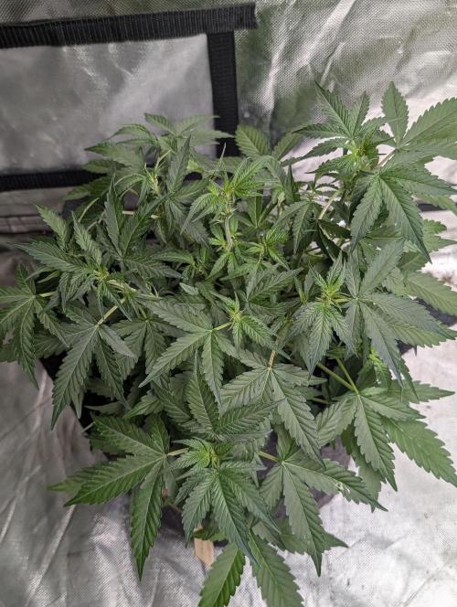 Frosted Guava Auto x3. Week 5 - 2