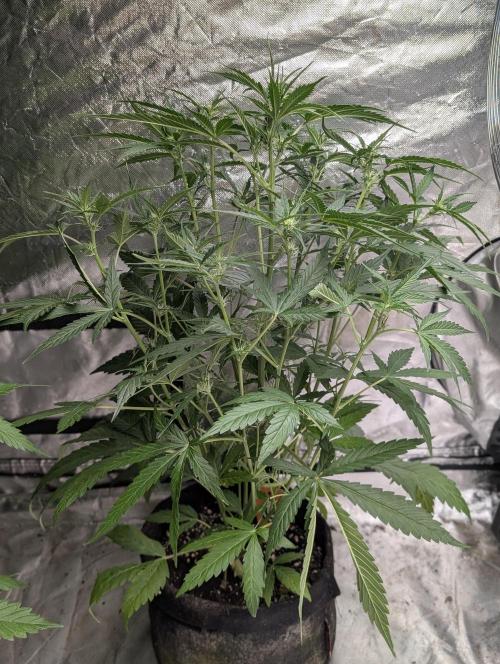 Frosted Guava Auto x3. Week 5 - 3