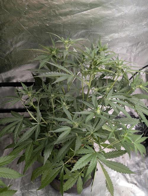 Frosted Guava Auto x3. Week 5 - 3