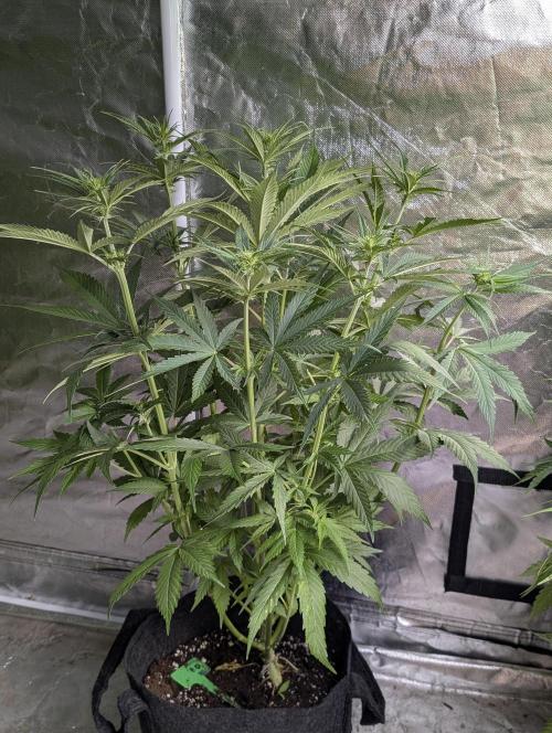 Purple Lemon Tree XLL x4. Week 6 - 1