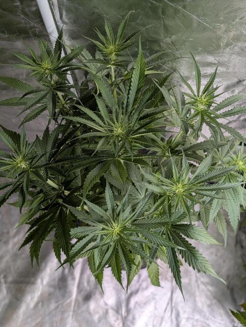 Purple Lemon Tree XLL x4. Week 6