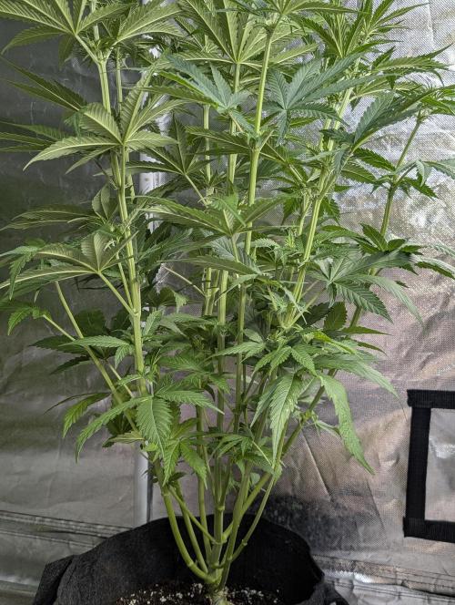 Purple Lemon Tree XLL x4. Week 6