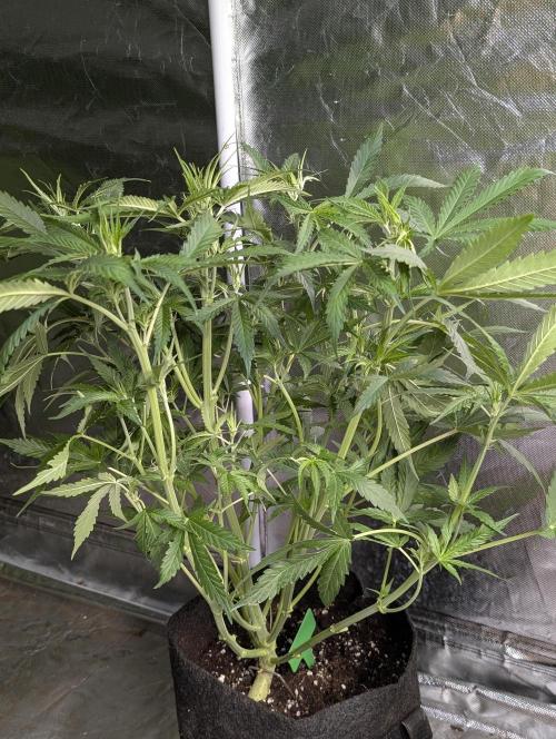 Purple Lemon Tree XLL x4. Week 6 - 2
