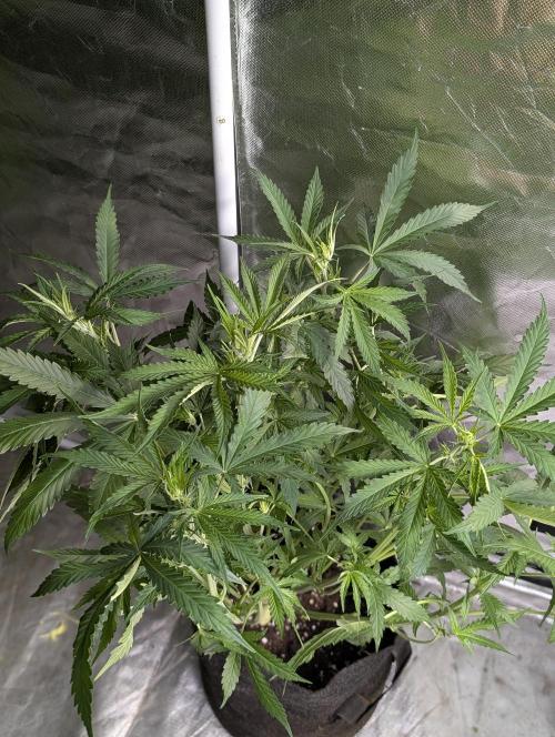 Purple Lemon Tree XLL x4. Week 6