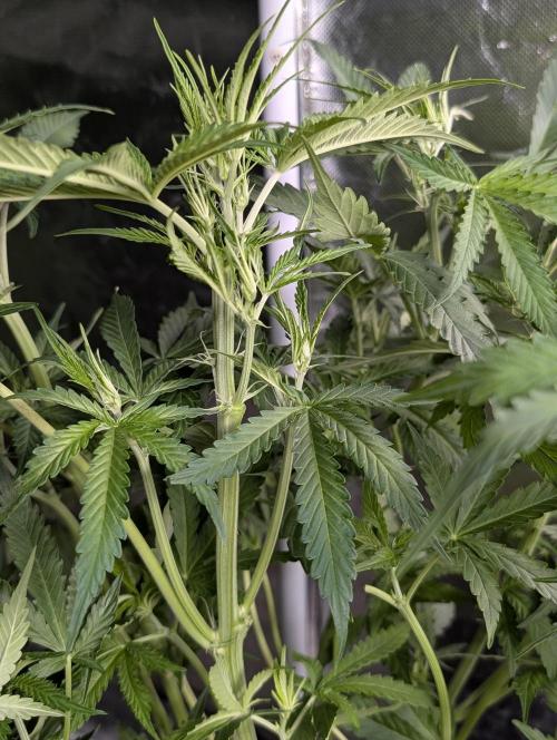 Purple Lemon Tree XLL x4. Week 6