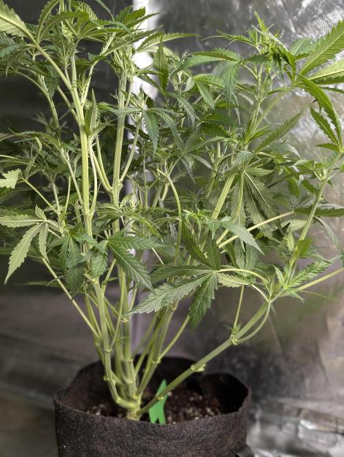 Purple Lemon Tree XLL x4. Week 6