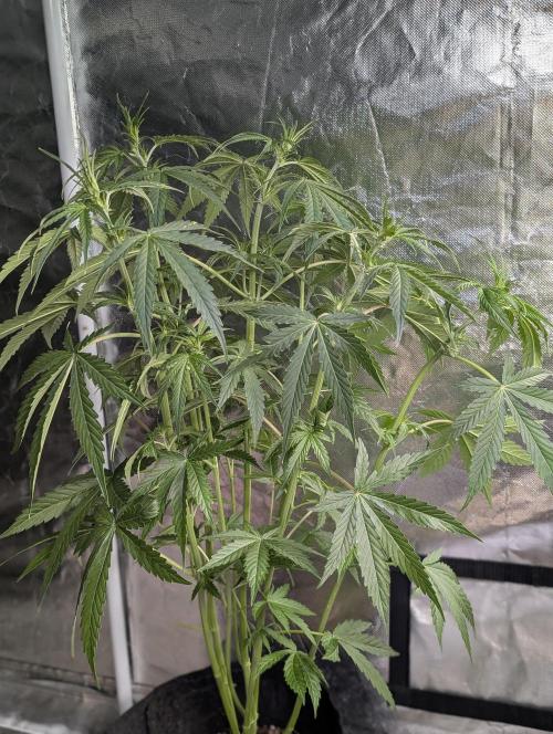 Purple Lemon Tree XLL x4. Week 6 - 3