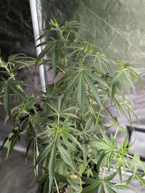Purple Lemon Tree XLL x4. Week 6