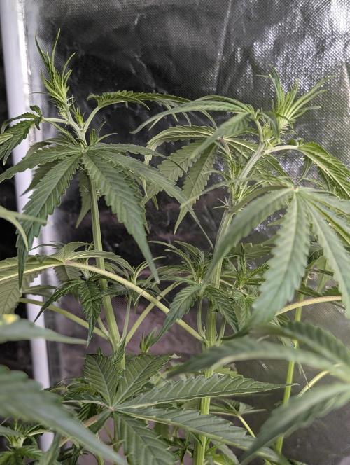 Purple Lemon Tree XLL x4. Week 6