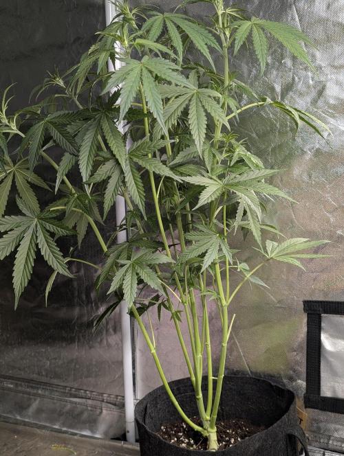 Purple Lemon Tree XLL x4. Week 6