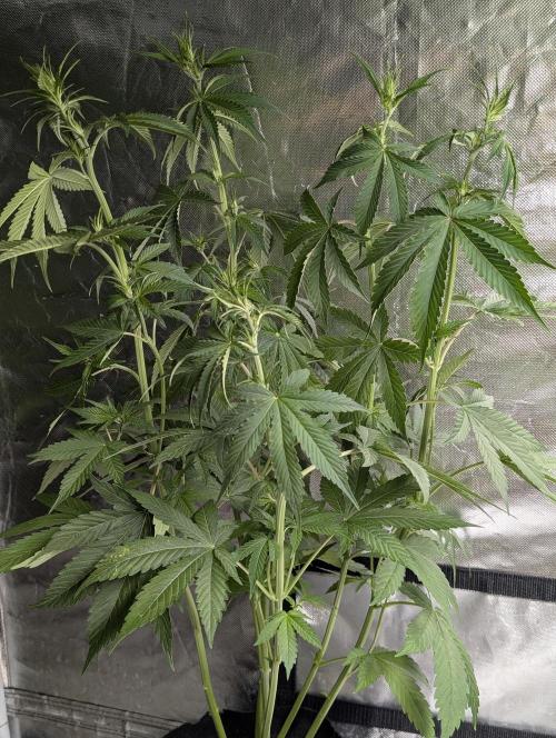 Purple Lemon Tree XLL x4. Week 6 - 4