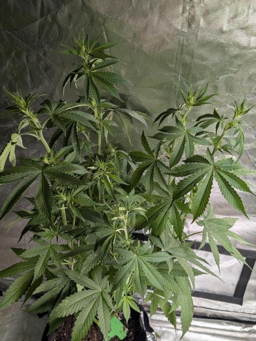 Purple Lemon Tree XLL x4. Week 6
