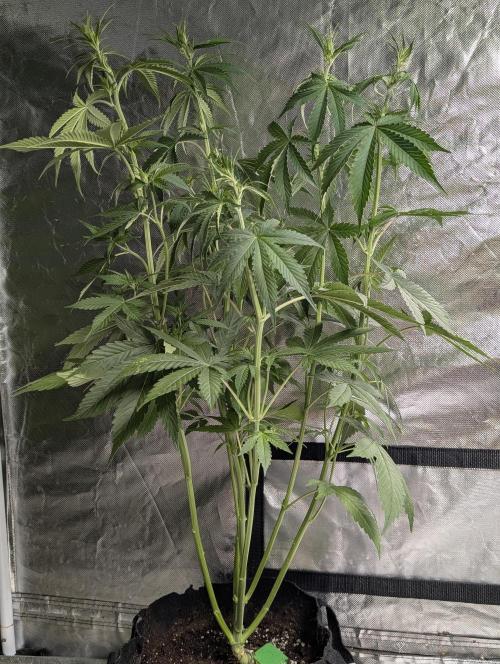 Purple Lemon Tree XLL x4. Week 6