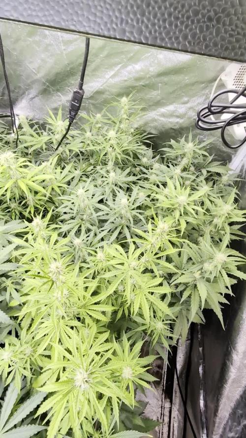 Purple Lemon Tree XLL x4