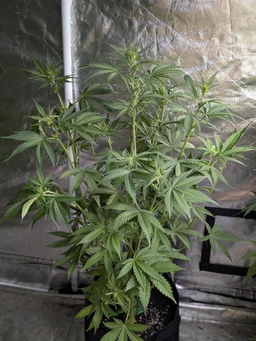 Chemical Candy Auto x3. Week 6 - 1