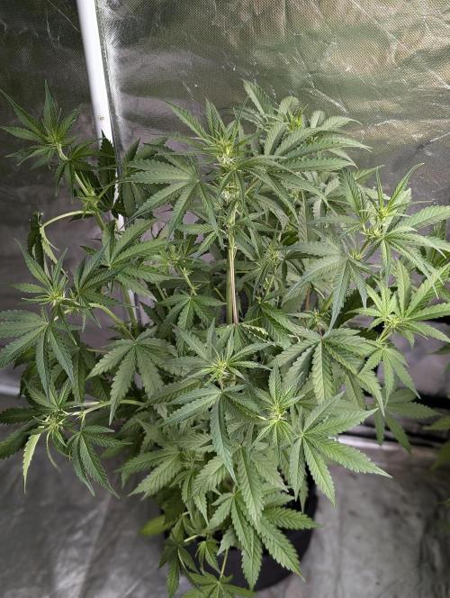 Chemical Candy Auto x3. Week 6
