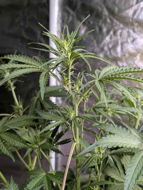 Chemical Candy Auto x3. Week 6