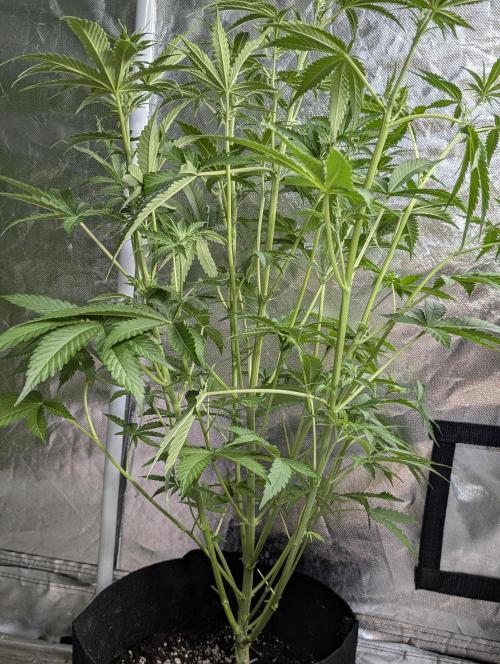 Chemical Candy Auto x3. Week 6