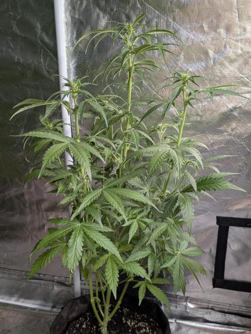 Chemical Candy Auto x3. Week 6 - 2