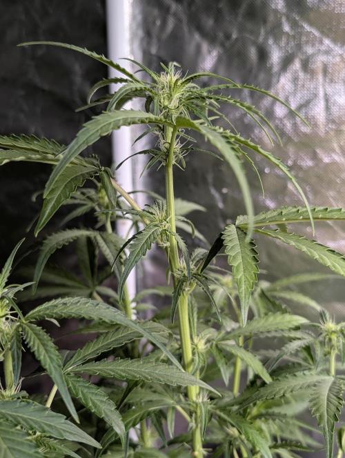 Chemical Candy Auto x3. Week 6