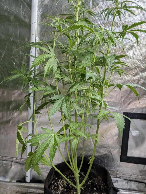 Chemical Candy Auto x3. Week 6