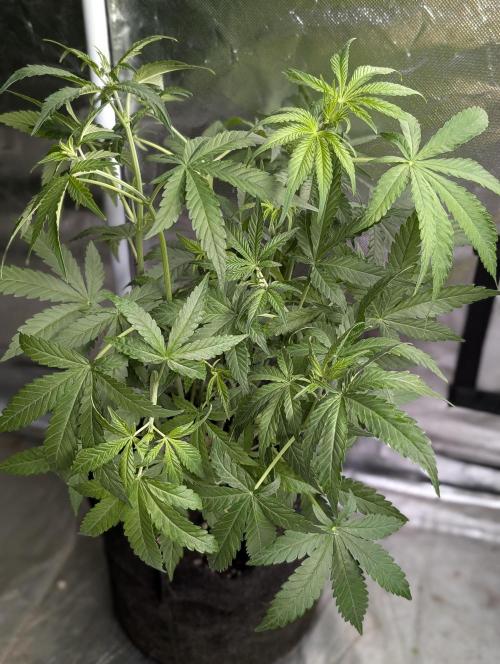 Chemical Candy Auto x3. Week 6 - 3