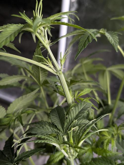 Chemical Candy Auto x3. Week 6