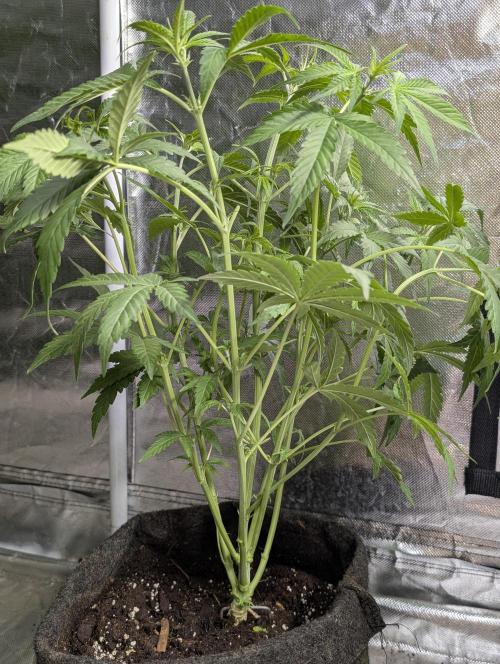 Chemical Candy Auto x3. Week 6