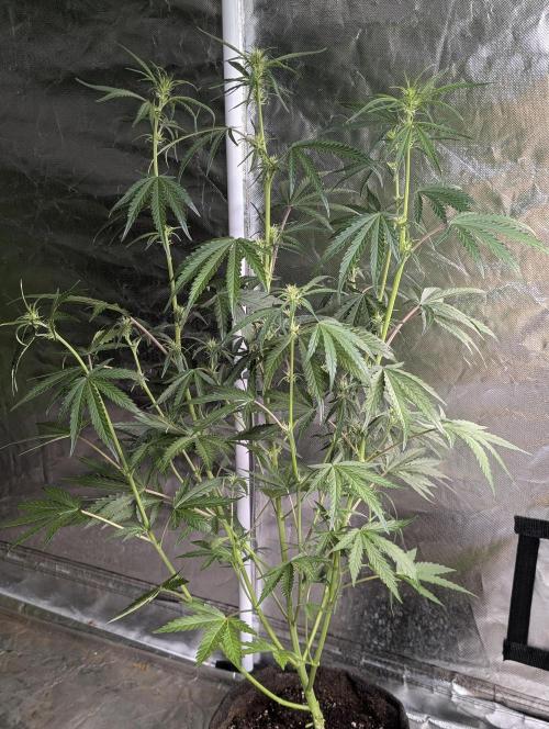 Chemical Candy Auto x3. Week 6 - 1