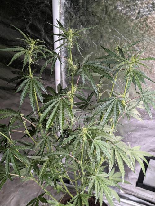 Chemical Candy Auto x3. Week 6
