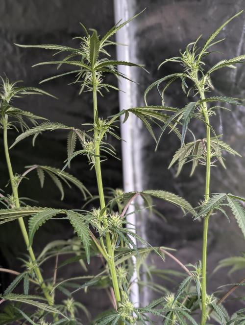 Chemical Candy Auto x3. Week 6