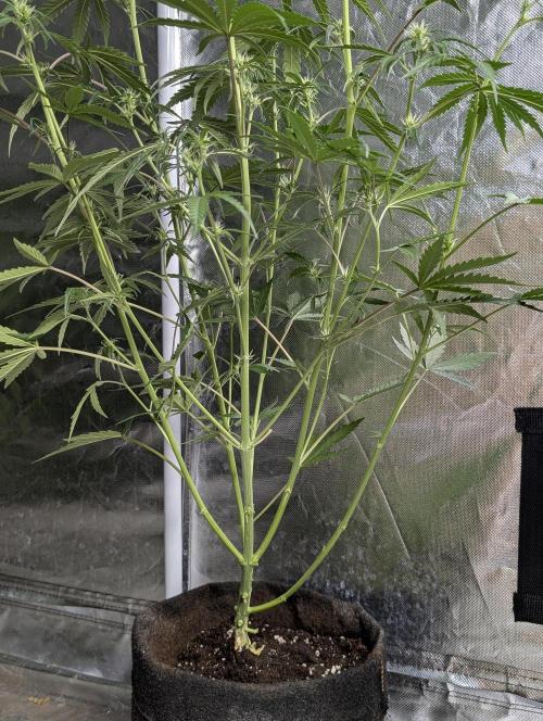 Chemical Candy Auto x3. Week 6