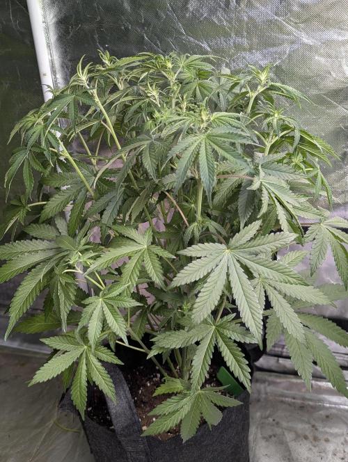 Chemical Candy Auto x3. Week 6 - 2