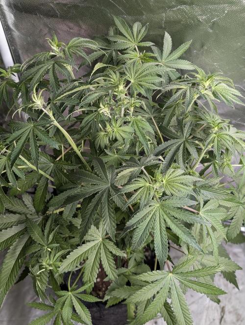 Chemical Candy Auto x3. Week 6