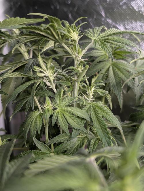 Chemical Candy Auto x3. Week 6