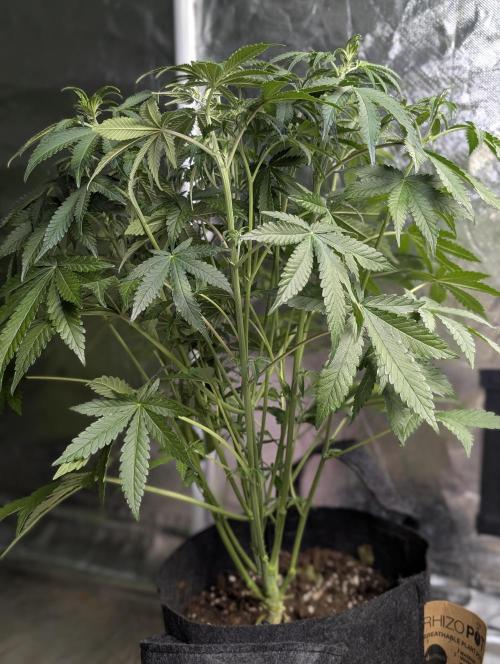 Chemical Candy Auto x3. Week 6