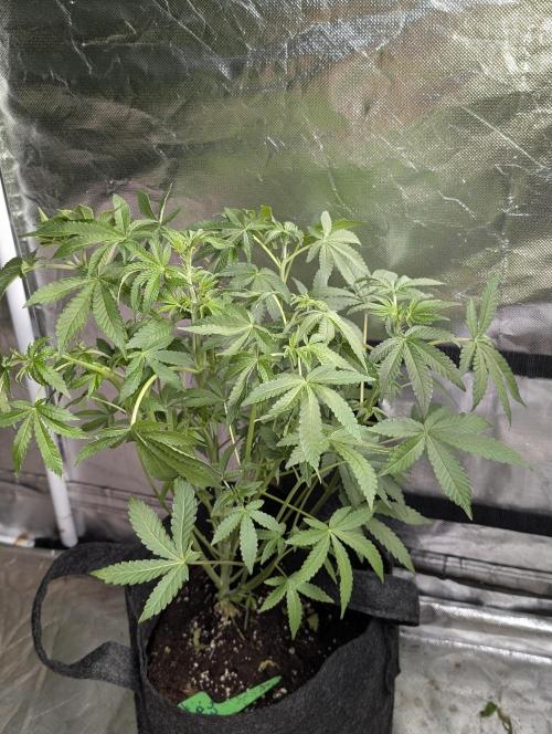 Chemical Candy Auto x3. Week 6 - 3