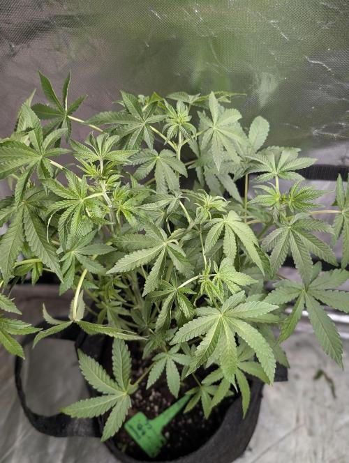 Chemical Candy Auto x3. Week 6