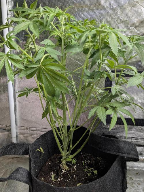 TSL2000 300W LED. Week 6