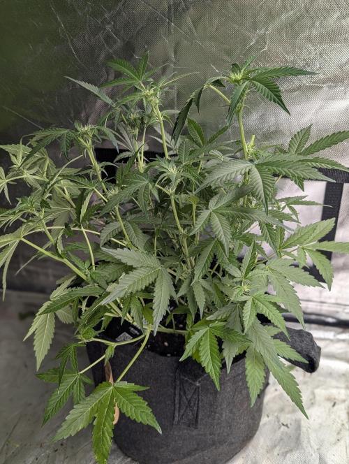 Chemical Candy Auto x3. Week 6 - 1