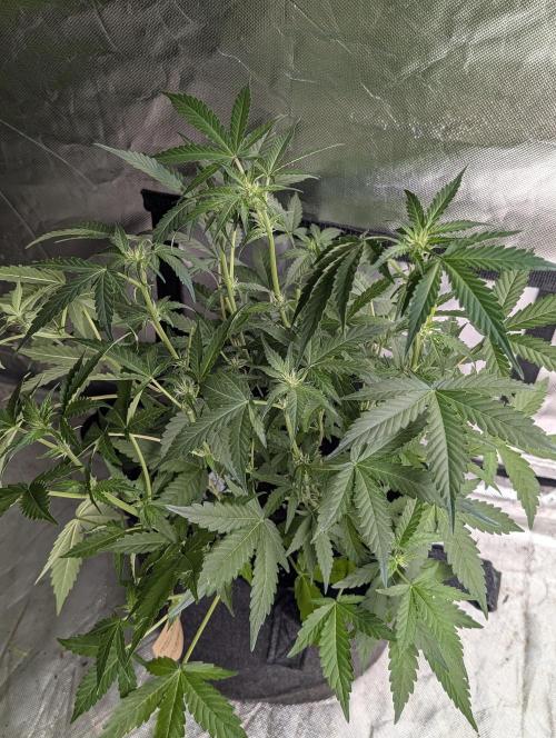 Chemical Candy Auto x3. Week 6